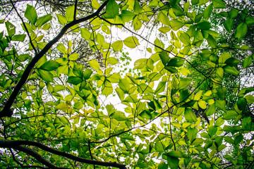 Vista nadir de arboles con sus ramas llenas  de hojas verdes dejando entrar algunos rayos de sol - obrazy, fototapety, plakaty