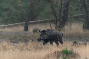 wild boar (Sus scrofa), also known as the wild swine or Eurasian wild pig, in heavy rain in the forest of National Park Hoge Veluwe in the Netherlands.                              