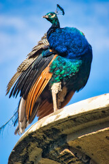 Majestuoso pavo real observando el territorio desde lo alto de la fuente La Fama de Valladolid, España