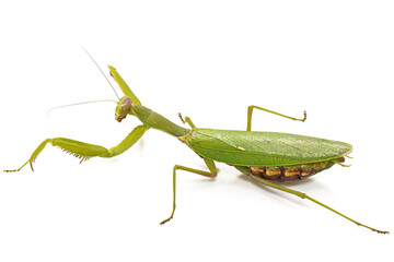Mantis ordinary or mantis religious, isolated on white background
