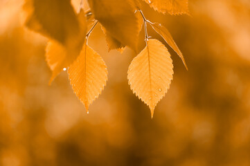 A couple of yellowed leaves on the tree with raindrops