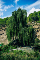 Fototapeta premium Ruta de los zarzales, Nerpio