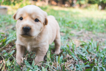 puppy dog looking a camera on green grass.