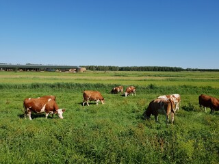 Naklejka na ściany i meble Cows grazing in a green meadow in the Netherlands