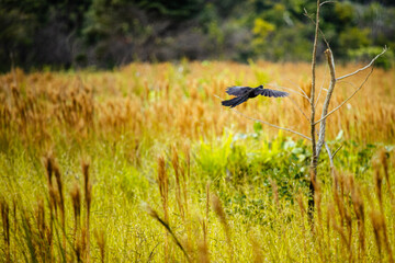aves nativas da Serra do Cipó, Estado de Minas Gerais, Brasil