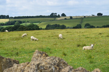 Fototapeta premium Flock of sheep in green rolling hillside with blue sky