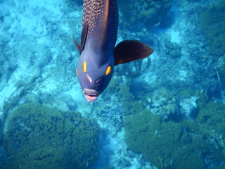 Fototapeta na wymiar Tropical fish in blue Caribbean waters