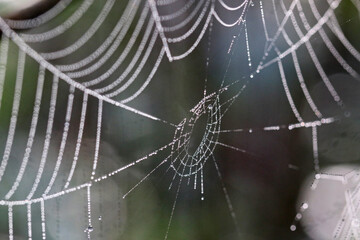 spider web with dew drops	