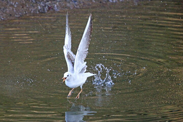 Seagull taking off from a river	