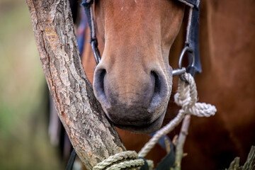 Horses are large. Harnessed and saddled, the horses are tied to a stall in a green meadow....