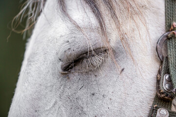 Horses are large. Harnessed and saddled, the horses are tied to a stall in a green meadow....