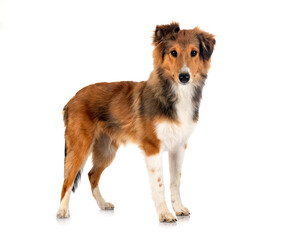 Fototapeta premium Shetland Sheepdog in studio