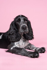 Full body portrait of a cute English cocker spaniel sitting looking at the camera isolated on a pink background
