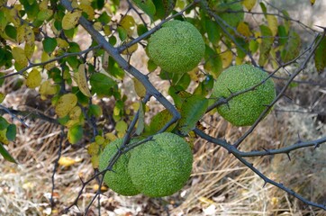 Large exotic green fruit of the mackerel orange, Indian orange or onion tree.