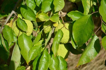 Large, green fruits, on a branch, orange mackerel, fruits, exotic tree.