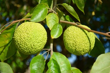 Park with green conifers and deciduous trees with yellow fall foliage. Neatly trimmed green shrubs of various shapes.