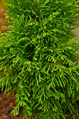 Green thuja close up. Coniferous trees in the nursery.
