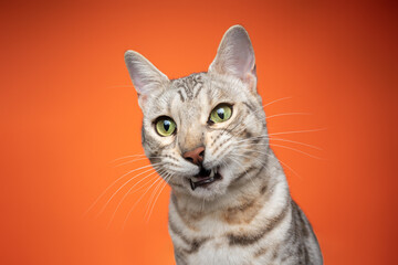 bengal cat looking shocked or surprised on orange background