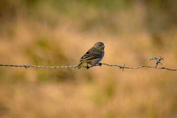 Fototapeta premium robin on a branch