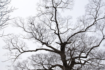 Japanese Ravens in Bare Sakura Tree