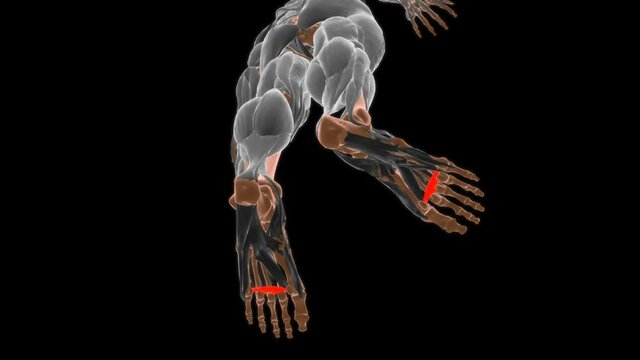 Transverse head of adductor hallucis Anatomy For Medical Concept 3D