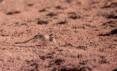 Sandy Ground Squirrel Sits in the Desert on the Field and Looks Away, you can Use as a Background a field for Text