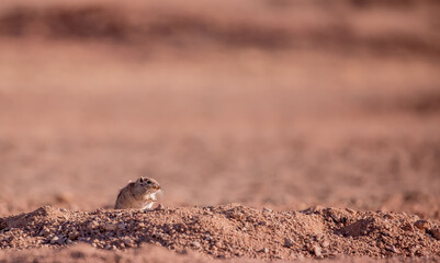 Sandy Ground Squirrel Sits in the Desert on the Field and Looks Away, you can Use as a Background a field for Text