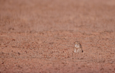 Sandy Ground Squirrel Sits in the Desert on the Field and Looks Away, you can Use as a Background a field for Text
