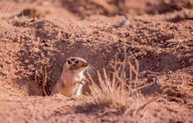 Sandy Ground Squirrel Sits in the Desert on the Field and Looks Away, you can Use as a Background a field for Text