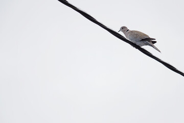 Dove sitting on an isolated inlet.
