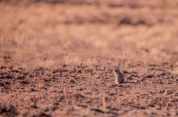 Sandy Ground Squirrel Sits in the Desert on the Field and Looks Away, you can Use as a Background a field for Text