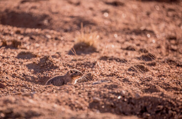 Sandy Ground Squirrel Sits in the Desert on the Field and Looks Away, you can Use as a Background a field for Text