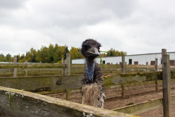 Obraz premium life of pets on the farm 