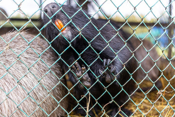 life of pets on the farm 