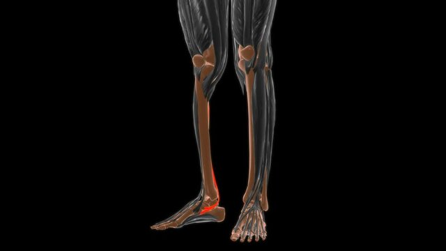 Tibialis posterior Muscle Anatomy For Medical Concept 3D