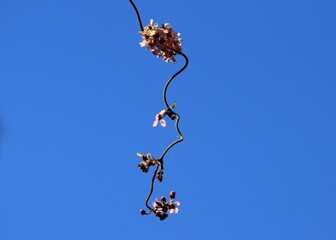 flor no Cerrado
