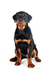puppy rottweiler in studio