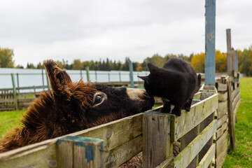 life of pets on the farm 