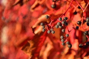 Kolory jesieni, jesiennie, jesień, czerwone dzikie wino. Colours of autumn, woodbine. - obrazy, fototapety, plakaty
