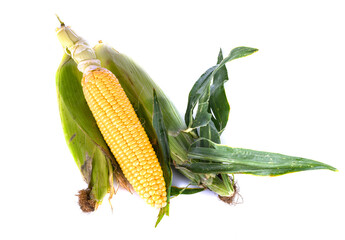 Obraz premium corn in studio