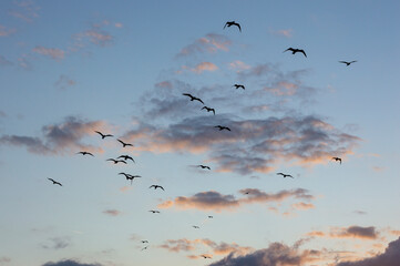 Photo of a blue sky with birds during the sunset