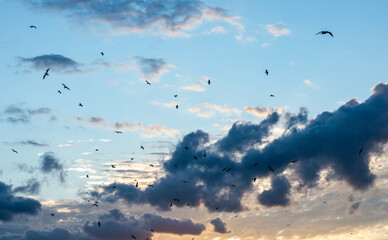 Photo of a blue sky with birds during the sunset