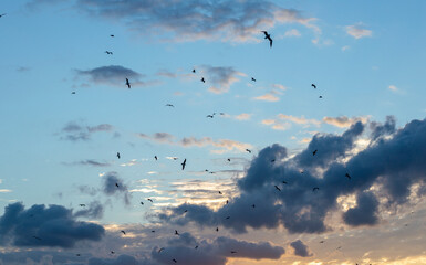 Photo of a blue sky with birds during the sunset