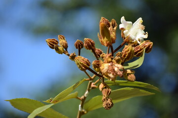 flor no Cerrado