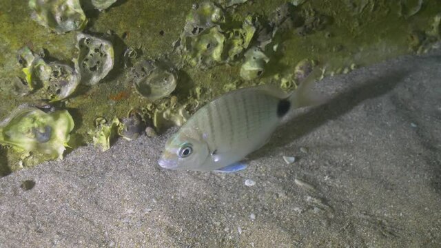 Spot pinfish reef fish swimming near a concrete bridge piling 