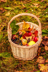 Fototapeta na wymiar Autumn basket. Apples, leaves , cones chokeberry in a basket outdoor. Autumn composition