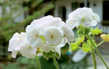 Bunches of Beautiful White Geranium (Pelargonium) in the Patio