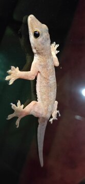 a lizard stuck to the glass
