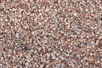 Summer background of wet shells on beach with various shells, including whole shells and broken shells at dawn in soft sunlight for travel advertisement or summer vacation to sea or to ocean 