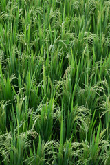 green rice field